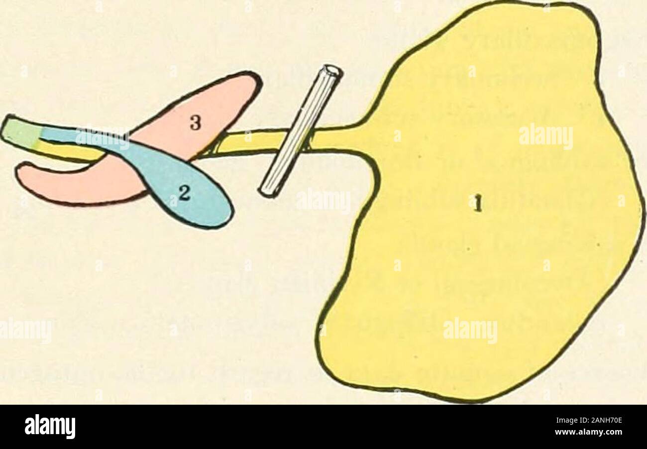 Contributi alla anatomia e sviluppo delle ghiandole salivari nel mammalia . Fig. 22. Schema di alveolingual salivari nel complesso Macactis nemestrinus (Fig. 7)- //. Sottomascellari (/) e la maggiore sublinguale (2) condotti unitein i loro tratti terminali in un unico canale e aperto su il para-frenular papilla da un orifizio comune.(a) condotto sottomascellari (/) semplice: - Troglodytes iiiger (Figg. 2 e 23)Lemur varius (Figg. 12 e 24). Fig. 23. Schema di alveolingual salivari nel complesso Troglodytes niger (Fig. 2). 3I. Foto Stock