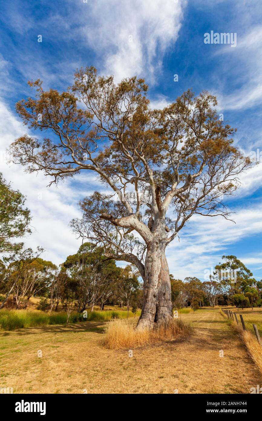 Bella alti alberi di eucalipto - immagine verticale Foto Stock