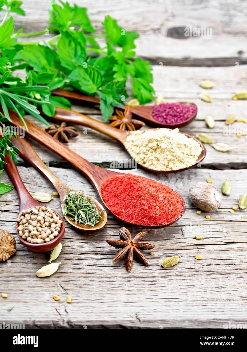 Peperoncino, lo zenzero e coriandolo, timo essiccato e sumac in cucchiai, noce moscata, cardamomo, anice stellato e fieno greco, rosmarino, prezzemolo, timo, menta e saporito Foto Stock