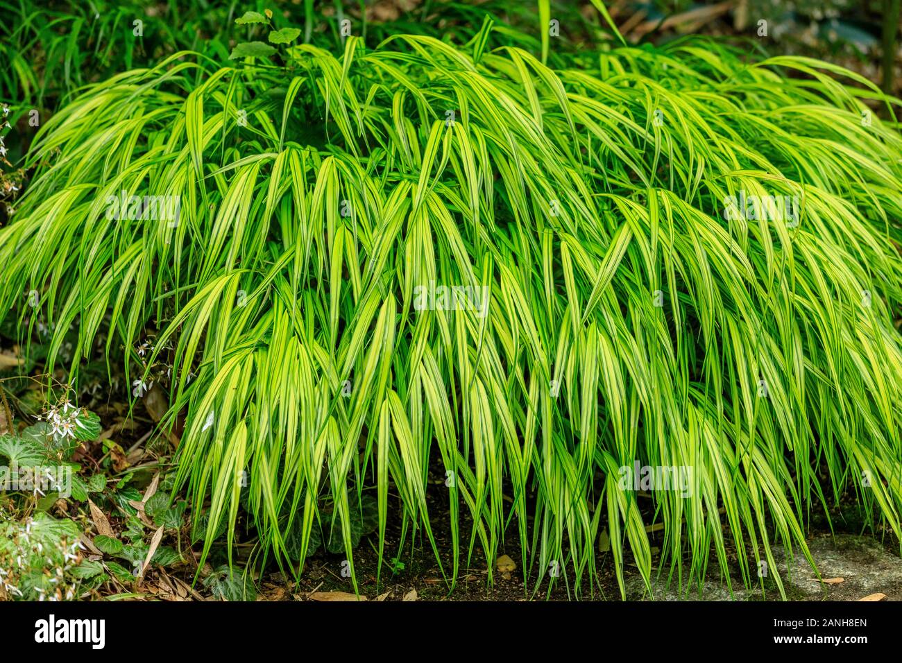 Hakonechloa macra "aureola", erba di Hakone "aureola" o giapponese erba foresta "aureola", Francia, Loiret, Orleans, Orleans-la-sorgente, il parc floral Foto Stock