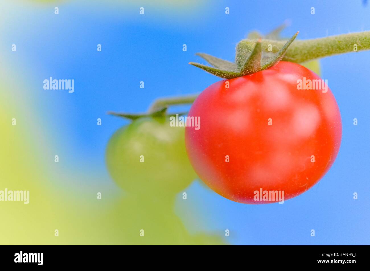 Un singolo pomodoro rosso sta crescendo con uno sfondo blu e un primo piano sfocato Foto Stock