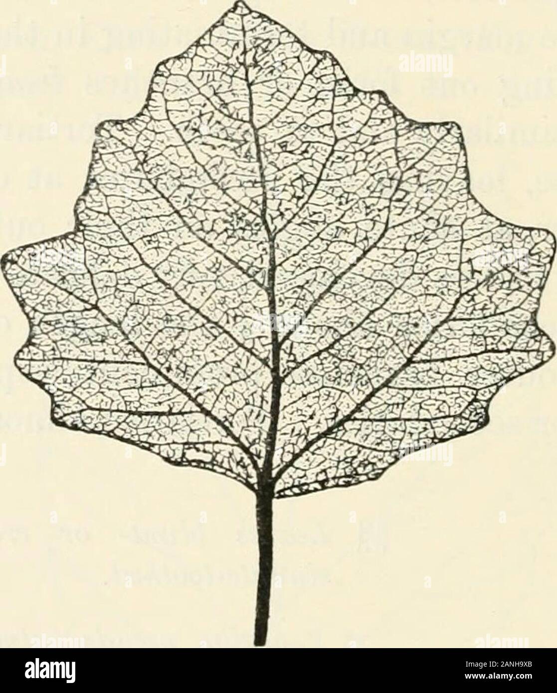 Alberi; un manuale di foresta-botanica per i boschi e il laboratorio . orming più o meno sviluppato, molto delicato cross-cravatte andnetwork. Secondarie circa |- la lunghezza del midribapart, i loro rami esterni prominente, specialmente thosefrom minore secondari. I Terziari quasi retta ascross-lega. §§ Lascia blunt- o crenate-orsinuate dentellate-dentato. $ venatura pseudo-palmate alla base;irregolarmente e grossolanamente sinuate-dentato, con grandi blunt triangularteeth. Non lascia rugose. Nodosi Shootsnot. -R Piccioli 2-3 cm., terete rcompressed. Populus alba, L. Abele. Le foglie di Foto Stock