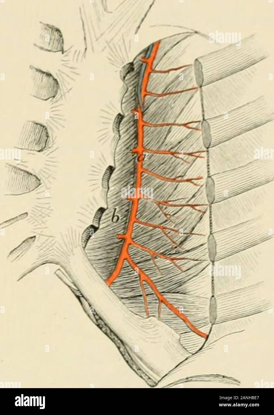 Intervento chirurgico . Fig. 12G4.-composito interpleuralspace normale di Voinitch-Sianojentsky. a. Ri-sultant linea di massima sicurezza, b. Me-dian linea. 5, 6, 7. Quinto, Sesto, andseventh costale di cartilagini.. Fig. 126.5.-arteria mammaria interna lyingon triangularis muscolo sterni, a. Arteria.h. Muscolo del interpleural spazio, mentre un doppio jDleurisy con effusione diminishesthe spazio e preme il pericardio all'indietro. In distentionthe addominali diaframma o limite inferiore del interpleural spazio è spinto verso l'alto,in modo tale che una foratura del quinto spazio potrebbe entrare nella cavità addominale. Apericardia Foto Stock