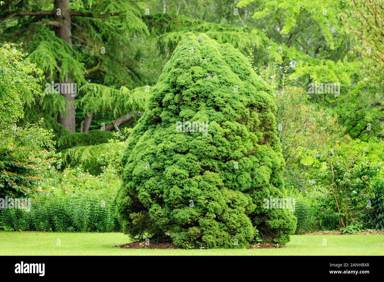 Abete bianco 'Conica', Picea glauca var. albertiana " Conica', Francia, Loiret, Orleans, Orleans-la-sorgente, il Parc Floral de la Source // épinette bla Foto Stock