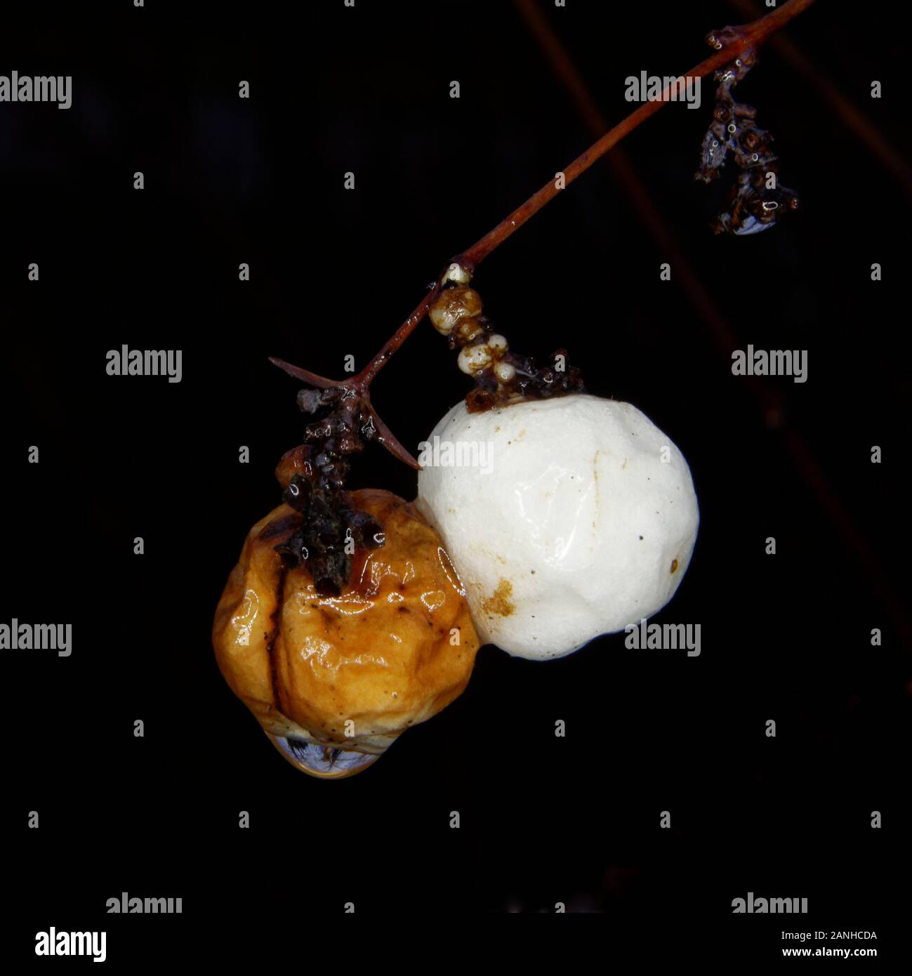 Frutti di comune snowberry Symphoricarpos albus Foto Stock