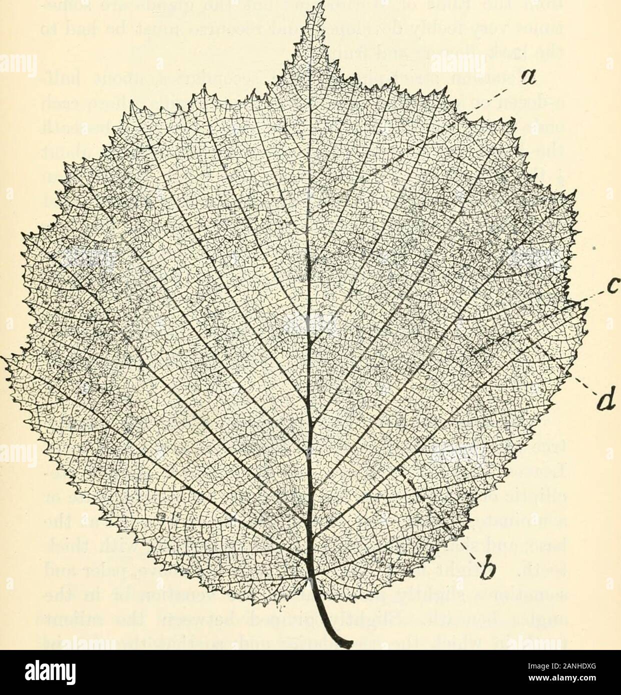 Alberi; un manuale di foresta-botanica per i boschi e il laboratorio . nd T. parvifolia, con piccole foglie (4-7x da 2 a 7 cm.) e relativamente più piccioli (2-3 cm.);glabrous tranne per i ciuffi di colore rosso-giallo peli trovanella angoli di vene sotto. tt non lascia tipicamente a forma di cuore, moreovate o obovate e bi-; dentellate venationstrictly pinnate tutti la strada verso l'alto. © germogli, piccioli, e controfiletto con rossastro,capitate peli ghiandolari; giovani leavesconduplicate. Stipules persistente. Gorylus Avellana, L. Hazel (Fig. 84). Arbusto withglandular germogli, e persistente stipules. Lascia broadlyoval Foto Stock