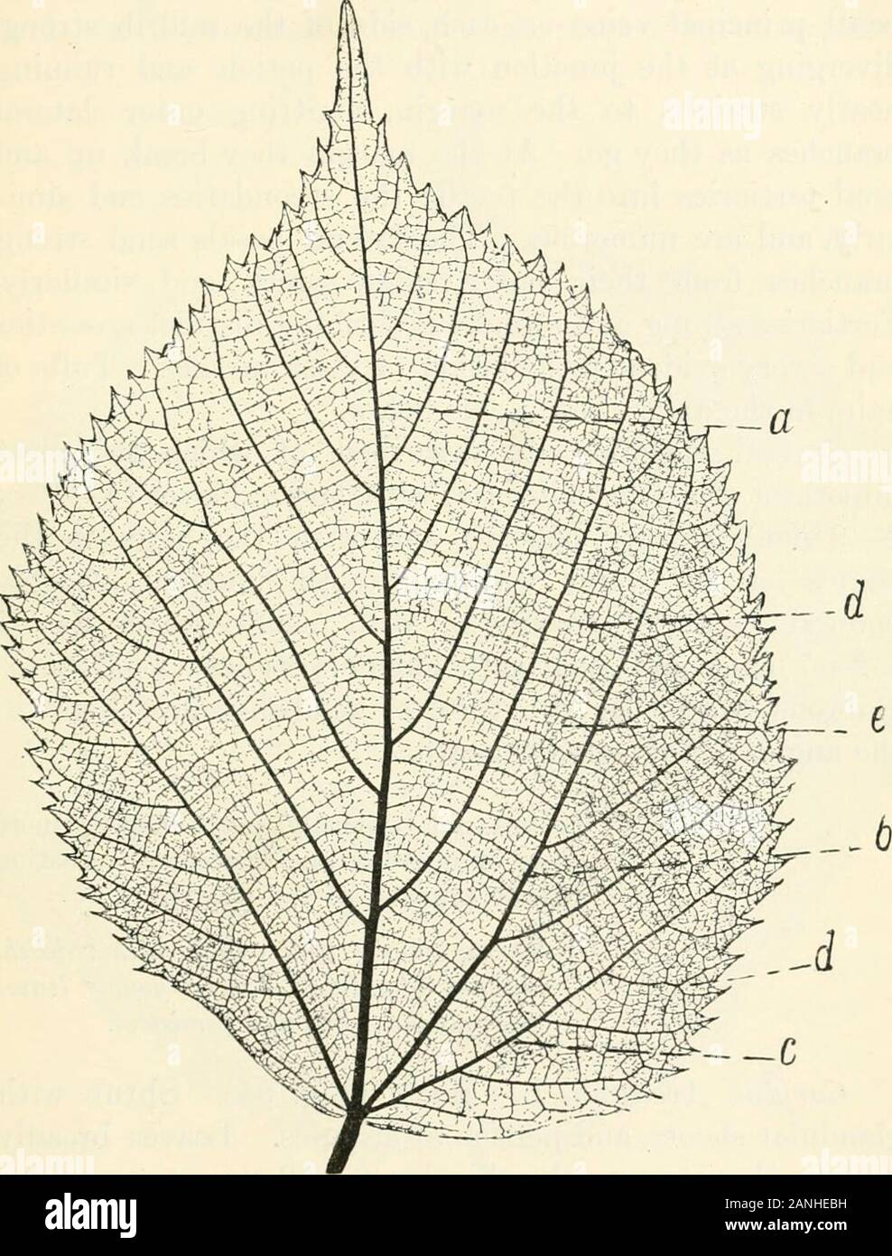 Alberi; un manuale di foresta-botanica per i boschi e il laboratorio . Egli medio e uppersecondaries ad angoli acuti con il controfiletto. Ciascuna coppia ofsecondaries separati da una distanza uguale a -^ o meno della lunghezza del controfiletto, e spesso più vicino. Secondariessimple, raramente a forcella, ad angoli di circa 50-65c; thelowest più aperto, la parte superiore di minore. Minor secondariesmuch più brevi rispetto a quelli nel centro della foglia, anddevoid di spicco nervi esterna. Ultimate meshworkvery ammenda. ** Non foglie lanceolate; ma più ampia e ovateor obovate a cuoriformi, obliquo; sharplyserrate o bi-dentellatura. + lasciare Foto Stock