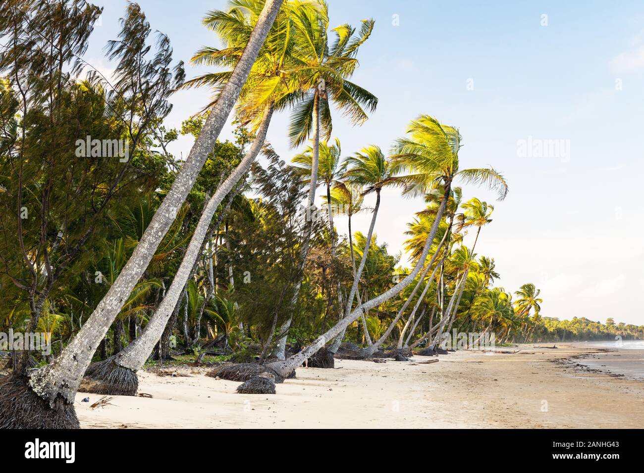 Palms a Mission Beach che splende nell'ultima luce del giorno. Foto Stock
