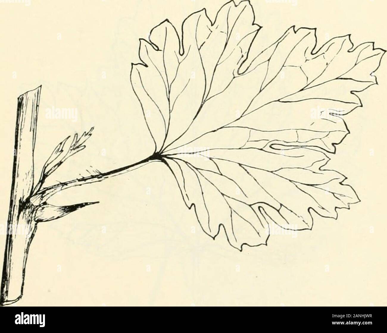 Alberi; un manuale di foresta-botanica per i boschi e il laboratorio . Fig. 71. L'edera Hedera helix. Venatura pseudo-palmate o palmate.Un controfiletto; b secondario; c basale ; secondario D; terziario e network ofterminals, &c, p. 216 (ETT). Uva spina 219 molte varietà sono noti nella cultura, alcuni con of-gated fogliame. (/3) non foglie scure, splendente, coriaceo orevergreen: turioni non arrampicata. * Pulvinus armati con singolo o triplespines. Non lascia più di 3 - 6 cm.di diametro. Ribes grossularia, L. Uva spina (Fig. 72). Spinescentbush. Foglie in ciuffi sul il nano spara, piccolo, circa2-35 (3-6) c Foto Stock