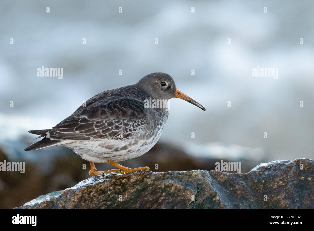 Purple sandpiper sulla difesa del mare di rocce come marea avanza Foto Stock