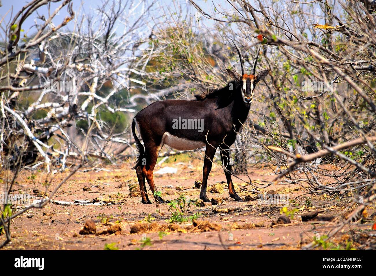 Un Sable Antelope in Chobe National Park, Botswana Foto Stock