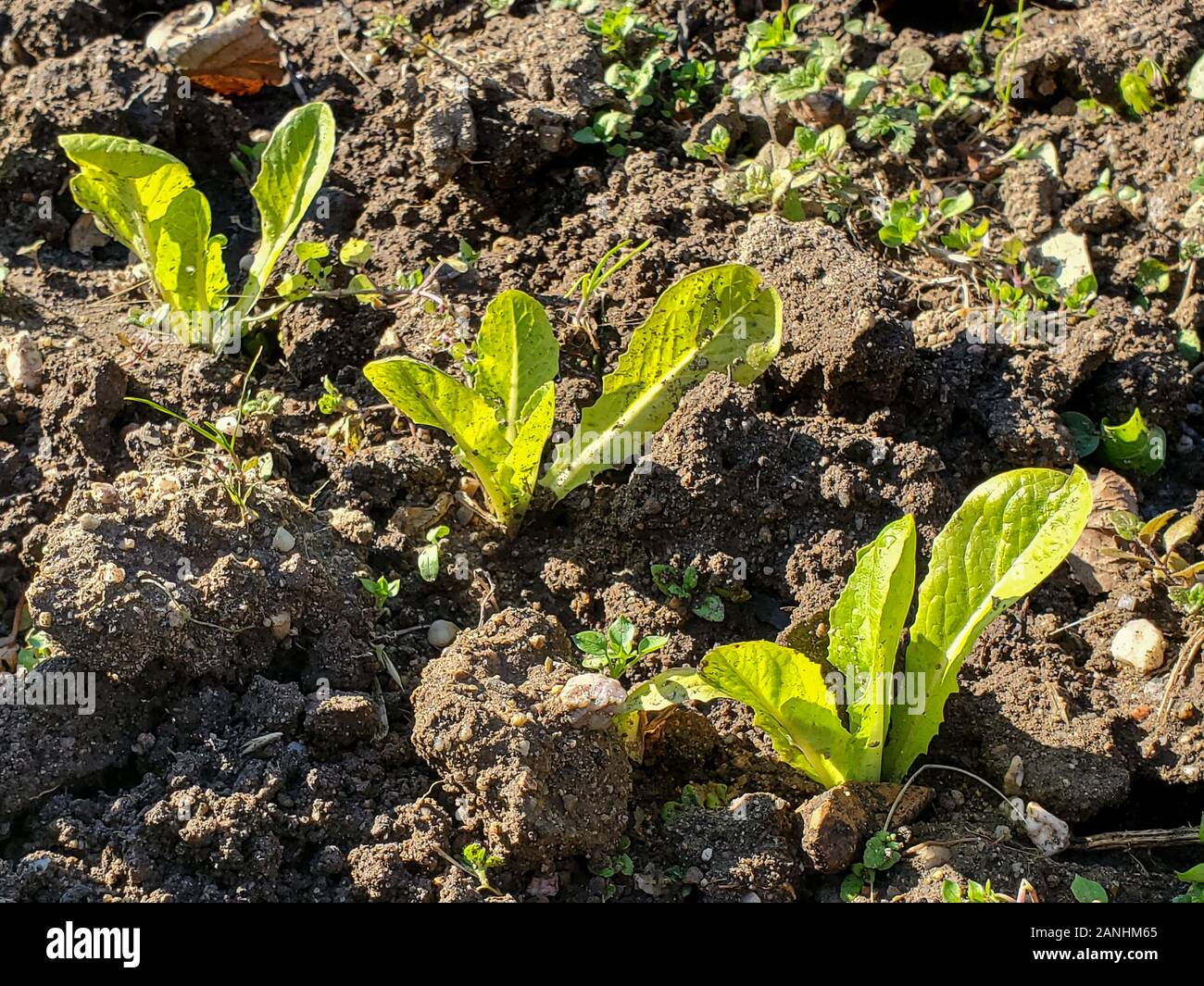 Vera e propria agricoltura insalata lattuce coltivazione nel cilento, Italia,bio Agricoltura Foto Stock