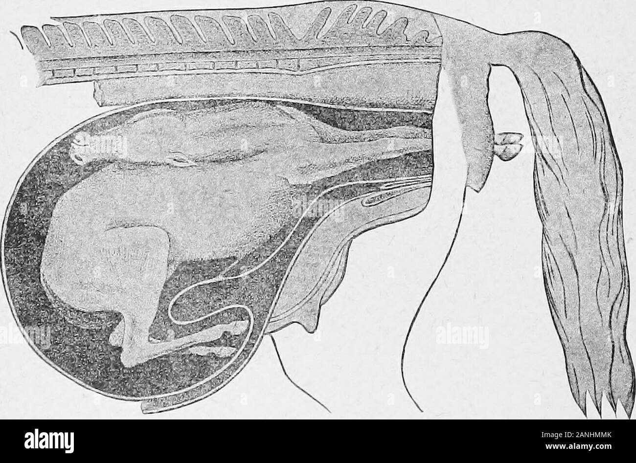 La pratica borsa medico: un affidabile, senso comune pronto-libro di riferimento per l'agricoltore e stock proprietario .. . Molto comuni-Portare in testa nel passaggio.. Non di raro-Portare TIead nel passaggio.presentazioni anormali. Illustrazioni utili-cavalli 835 Foto Stock