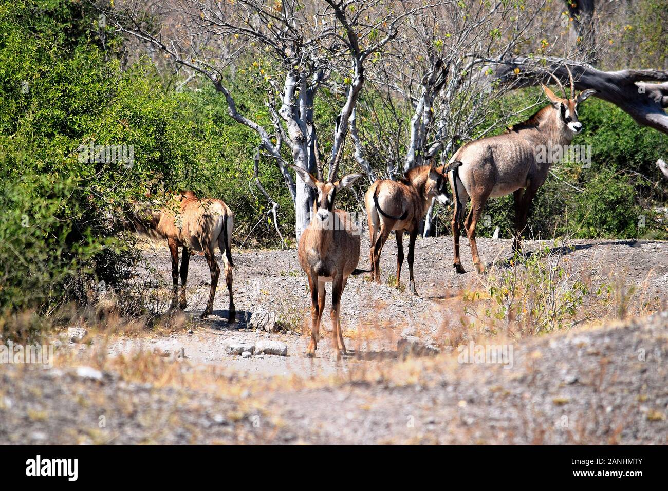 Un piccolo gruppo di stefano antelops in Chobe National Park, Botswana Foto Stock