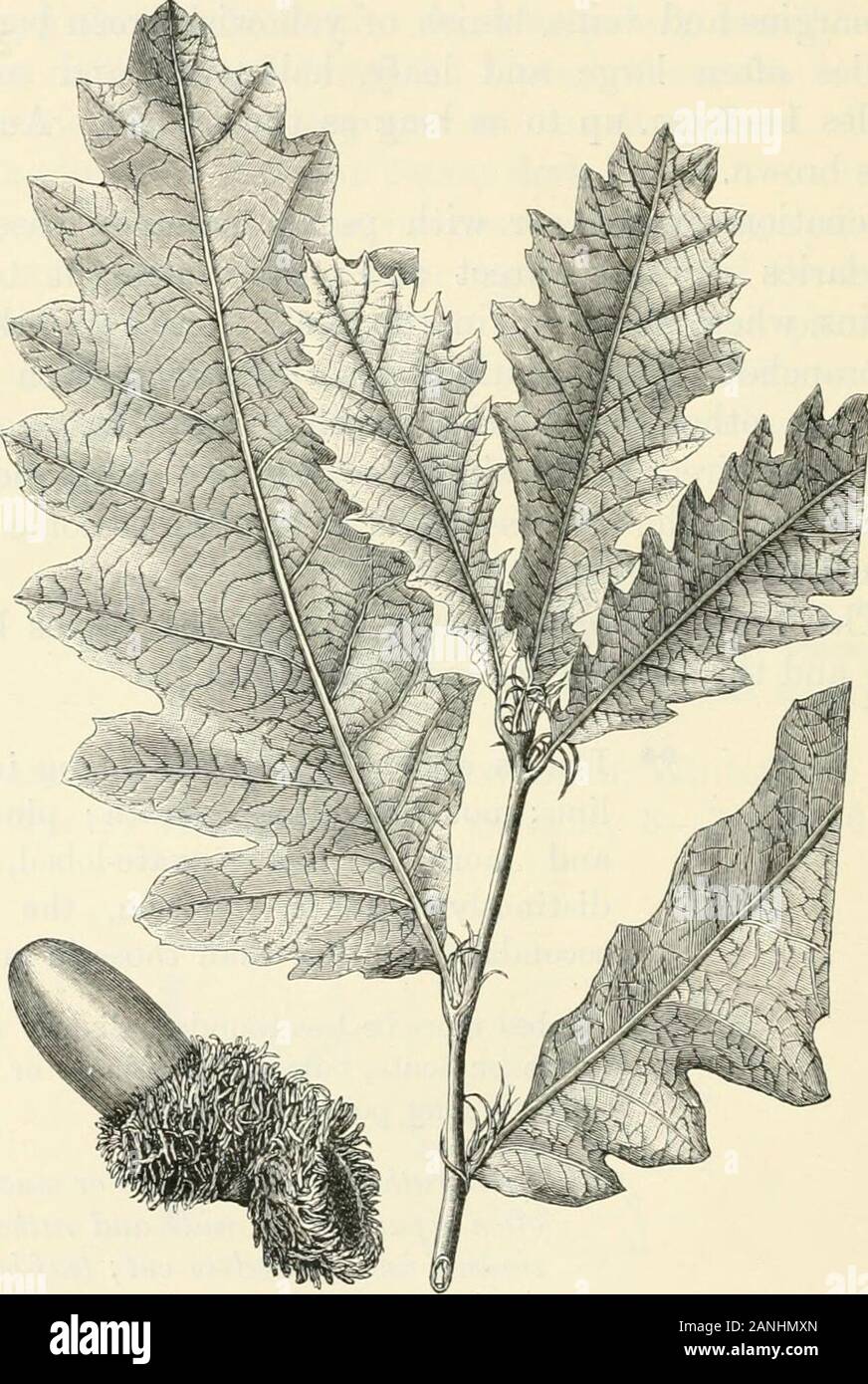 Alberi; un manuale di foresta-botanica per i boschi e il laboratorio . ra due lobi e mayfork su di esso. Il basale talvolta secondaries staccarsi asif primarie e palmate. [La var. monogyna è detto di avere le foglie bluishbelow ed i secondari più divergenti.] ** foglie oblunghe o obovate-oblunga in out-line ; non tomentose sotto; pinnatelyand più o meno sinuate-lobate, withdistinctly pinnate venatura, il lowersecondaries più brevi rispetto a quelli in midleaf. t lobi più o meno arrotondato, leggermente mucro-nate o acuto, ma non acuminate o drawnout a punti lunghi o denti. © lobi ra Foto Stock