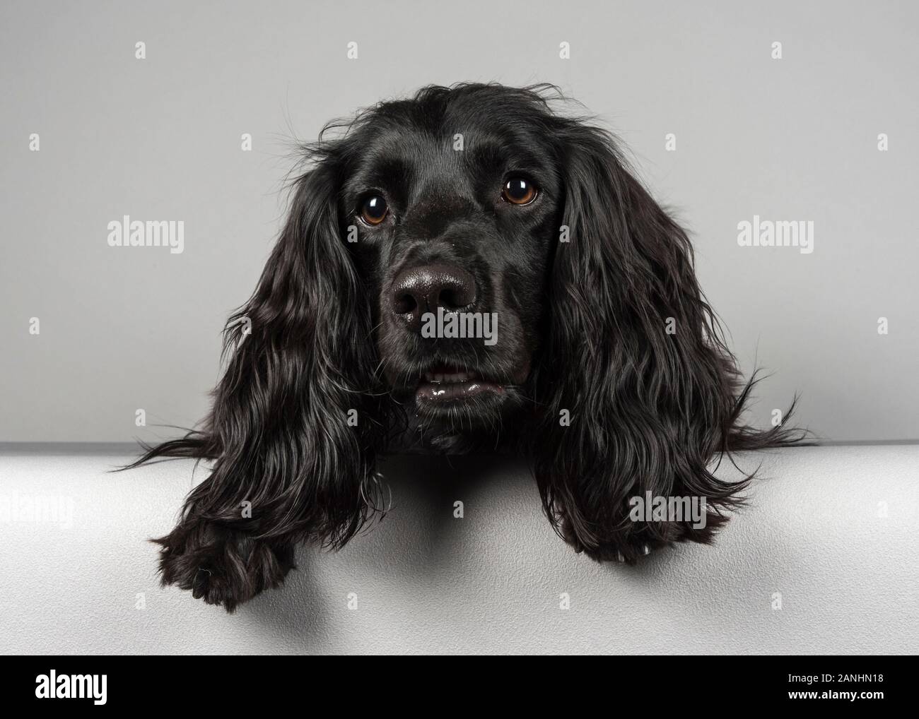 Pignone di lavoro nero spaniel 3 anni, Regno Unito. Foto Stock