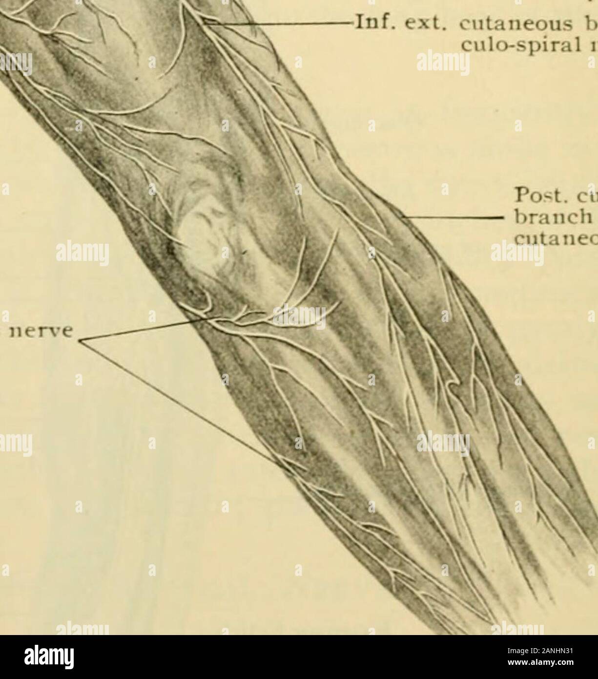 Anatomia Umana, tra cui la struttura e lo sviluppo e considerazioni di ordine pratico . Ramo di intercosto-nervo hunieral Int. ramo cutaneo di mus-.culo-spirale interna nereLesser cutanea. -Uniti sotto il leader di bybranch intercosto-hu-nieral ner-e Sup. ext. ramo cutaneo di mus-culo-spirale nerve Inf. ext. ramo cutaneo di mus-culo-spirale Post nervose, cutaneousbranch dell apparato muscolo-cutanee ner-c dal montante, ramo interno del nervo cutaneo. Dissezione superficiale del braccio destro, mostrando i nervi cutaneo di superficie posteriore. il braccio si entra nell'avambraccio attraversando la fascia denso str Foto Stock