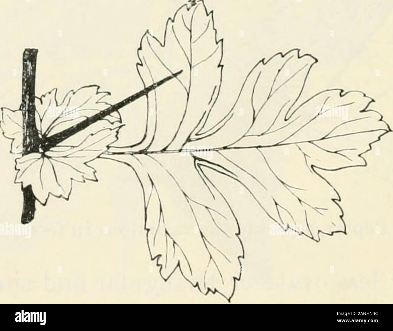 Alberi; un manuale di foresta-botanica per i boschi e il laboratorio . 253).w. ii. 14 210 pioppo bianco, ecc. Piccioli di foglie più piccole di 2 o 3 cm. lungo, rotondo e snello,quelli delle foglie più grandi da 5 a 9 cm. e compressa, bianco-tomentose. Lamina spessa e resistente, di colore verde intenso e di essere venuta glabrous sopra (la venatura più pallido), densamente whitecottony o tomentose sotto; anche se ci sono varietieswhere questo tomentum è più grigia o addirittura scompare. Upperstomata assente. Foglie di autunno marrone scuro. Venatura come in P. alba, var. canescens, ma più palmate,in conformità con la maggiore segmentazione della foglia. Foto Stock