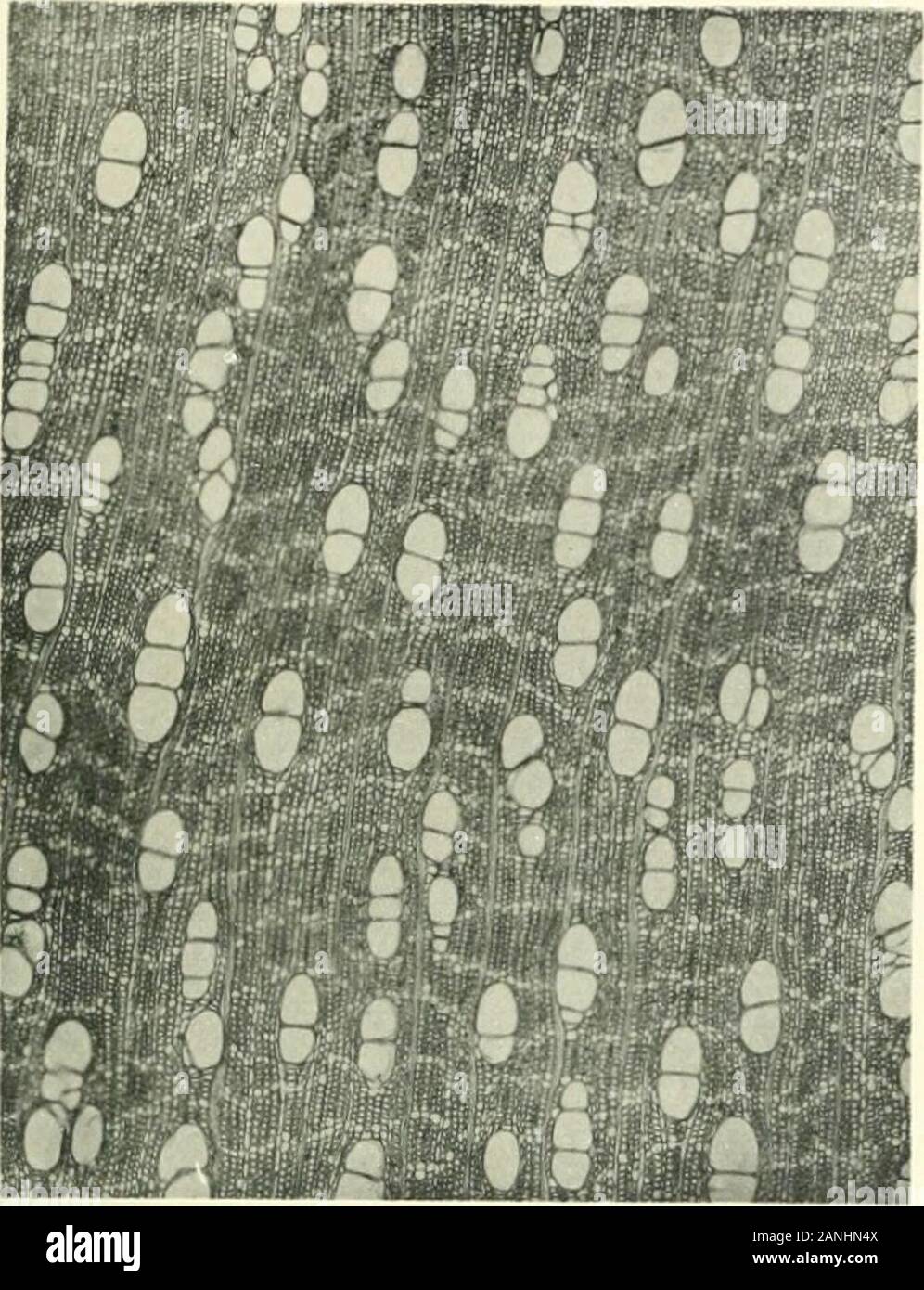 Madagascar : les bois de la forêt d'Analamazaotra . Fie. I. - Faucherea Thouvenolii H. LCC. Ho, rameau avec feuilles X i ; - 2. ° sépale eitemeXS; - 3, Onu sépale internex8: - 4. corolle vue du dehorsxB; -5, corolle vue du dedansx6: - 6, pistilxio. Bois jaune, à grano fin et serré, passant pour être imputrescibile. Eccellente bois din-dustrie, recherché pour attraversa de chemins de fer. Ce qui signifie, la Nato à feuilles de citronnier. I.i-;s Bois de MADAtiAscAR. Pl. 4^. f Seclion transversale. Ciros. Foto Stock