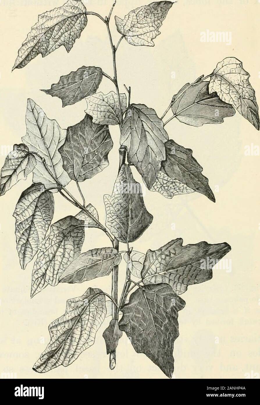 Alberi; un manuale di foresta-botanica per i boschi e il laboratorio . Fig. 63. Struttura di servizio, Pyrus torminalis. Venatura pinnate withpseudo-palmate base, un controfiletto; b secondario; c basale comingoff secondario come se un primario nella venatura palmate ; d rami esterni di basal;e rete formata dai terziari e terminali, p. 205 (ETT). I Terziari per lo più forte e pinnately divergente a acuteangles sul medio e inferiore, secondaries somewhatdistant e molto distinti sulla coppia basale; tanto meno andtending ad aderire come cross-cravatte sopra. Rete distinctthough molto bene. 0© lobi ovale o arrotondati-trian Foto Stock