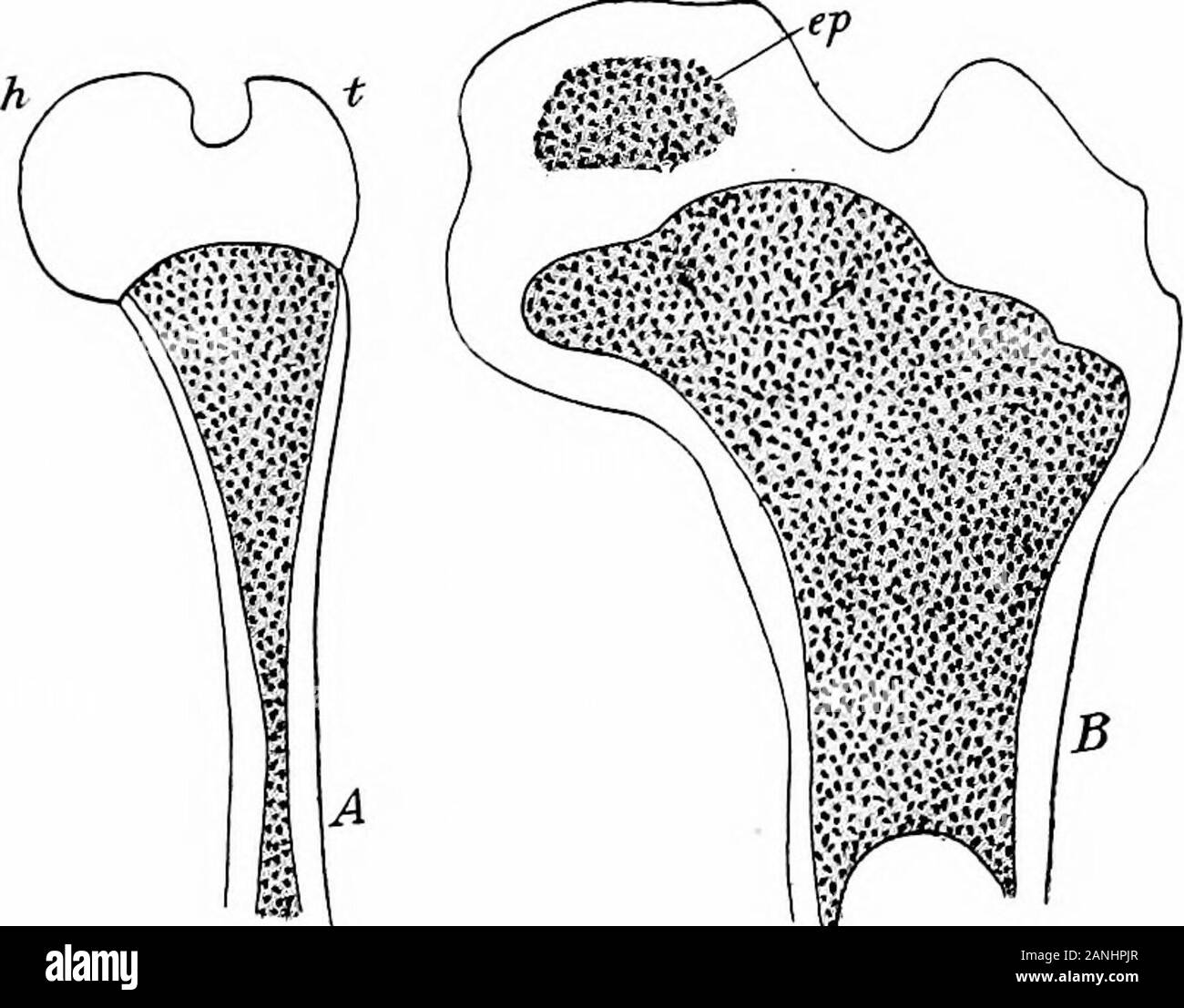 Lo sviluppo del corpo umano; un manuale di embriologia umana . velopment non vi è alcun collo, testa beingpractically sessili. Come procede lo sviluppo della porzione innerupper dell'albero cresce più rapidamente di theouter porzione, portante la testa lontano dal grande tro-chanter e formare il collo dell'osso. Il acetabu-lum è meno profondo alla nascita rispetto nell'adulto e cannotcontain più di metà della testa del femore; Conseguen-temente la porzione articolare della testa è molto lessextensive rispetto all'adulto. Sviluppo postnatale. 517 è un fatto ben noto che il neonato habitu-a Foto Stock