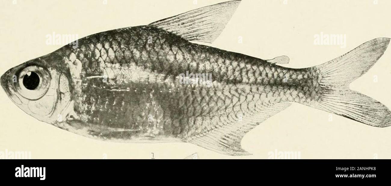 I pesci di acqua dolce della Guiana britannica, compreso uno studio del raggruppamento ecologiche delle specie e il rispetto della fauna di plateau a quella delle pianure . 1. HyphessobryconrosaceusDurbin. (Tipo). 36mm. No.1190. 2. Hy-phessobryconeosDvvism.(Tipo.) 36 mm. No.1194. 3. Creatochanes affinis Gunther. 96 mm. No. 1407. 4. Creatochanesmelanurus (Bloch). 96 mm. No. 1393. 5. Creatochanes caudomaculatusGunther. 100mm. No.1385. Nelle sue memorie Carnegie Museum, Vol. V. la piastra LI.. Foto Stock