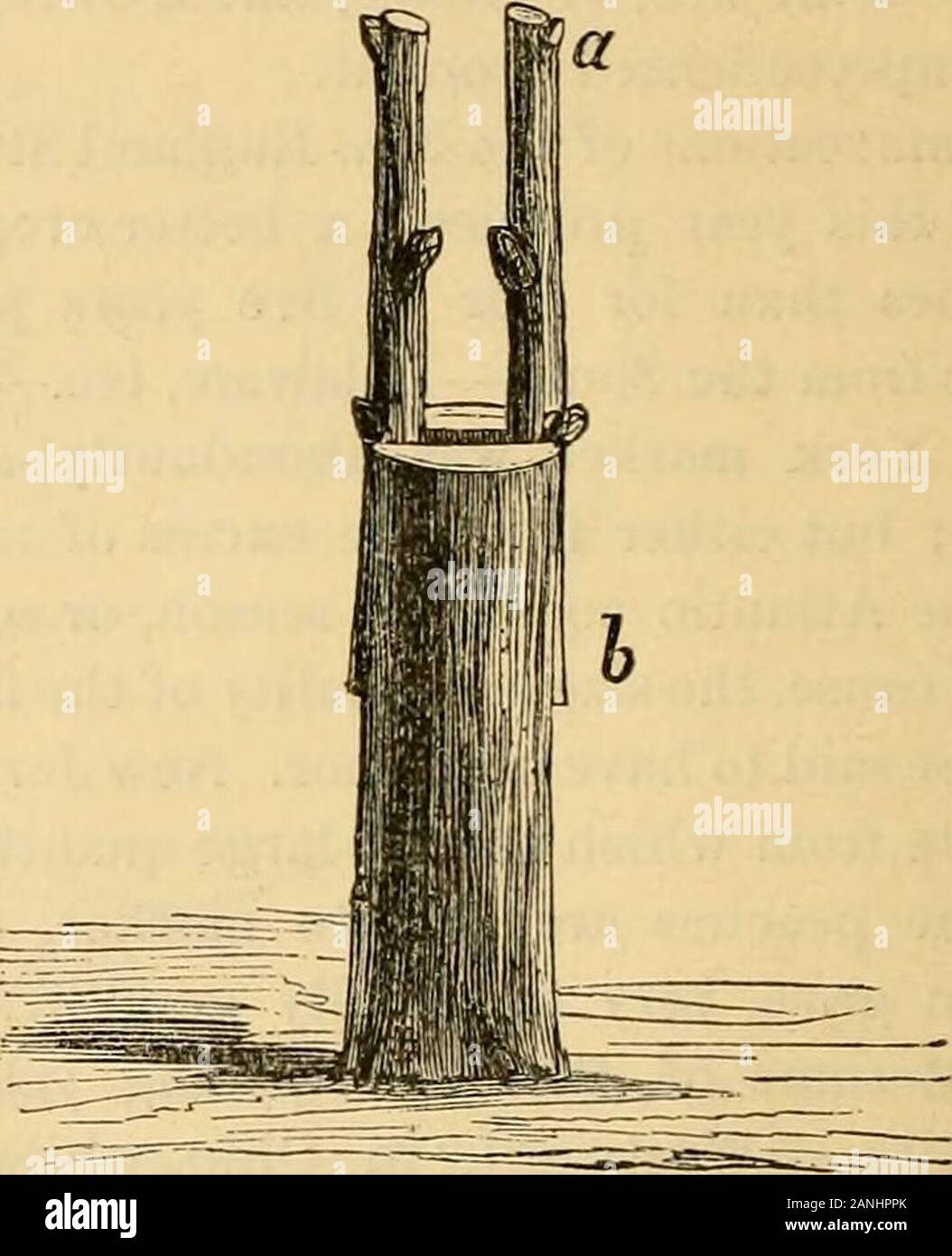 Il giardiniere e ufficiale di arte rurale e gusto rurale . Fig. 5. Fig. 6. piante, ripete spesso ma raramente imparato byany numero considerevole di persone di qualsiasi generazione. Gli attrezzi usati per l'innesto sono: aBmall, sega per tagliare le teste dei grandi stock o rami di alberi ; una buona,forte coltello, con una spessa indietro, makeclefts in stock; un piccolo coltello per pre-pare il cions con; un cuneo, l'innesto. Fig. 7. uno scalpello e un martello piccolo. I suddetti attrezzi sono spesso fatti di pecu-bugiardo patterns, per soddisfare la voglia di theoperator; ma il fine principale è quello di avere thework fare bene Foto Stock
