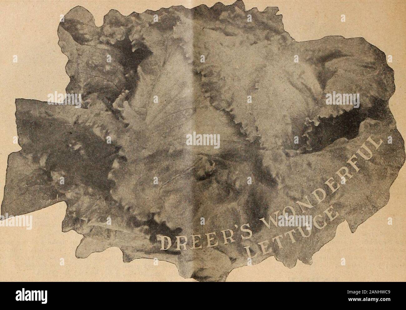 Dreer la metà estate elenco 1918 . sottoposti a elaborazione OR; un eccellente sorta. Pkt.,5 cts.; oz., 25 cts.; ^ lb., 75 cts.; lb., $2.50. KOHI. RABI lampadina cresce al di sopra del suolo e appare come un leafyturnip. Seme può essere seminato fino a metà dell'estate. Itis generalmente lessati e serviti con un condimento e hasthe sapore combinato del cavolo e rapa.primi Erfurt Kohl=Rabi. Un bianco, bando di gara va-riety, con radice liscio e molto breve alto; il bestvariety per coltura esterna. Pkt., 10 cts.; oz., 35cts.; 1 lb., $1.00.Inizio bianco o verde Vienna Kohl=Rabi. Fleshwhite e offerta; un ordinamento standard per il mercato andtable utilizzare. Buona fo Foto Stock