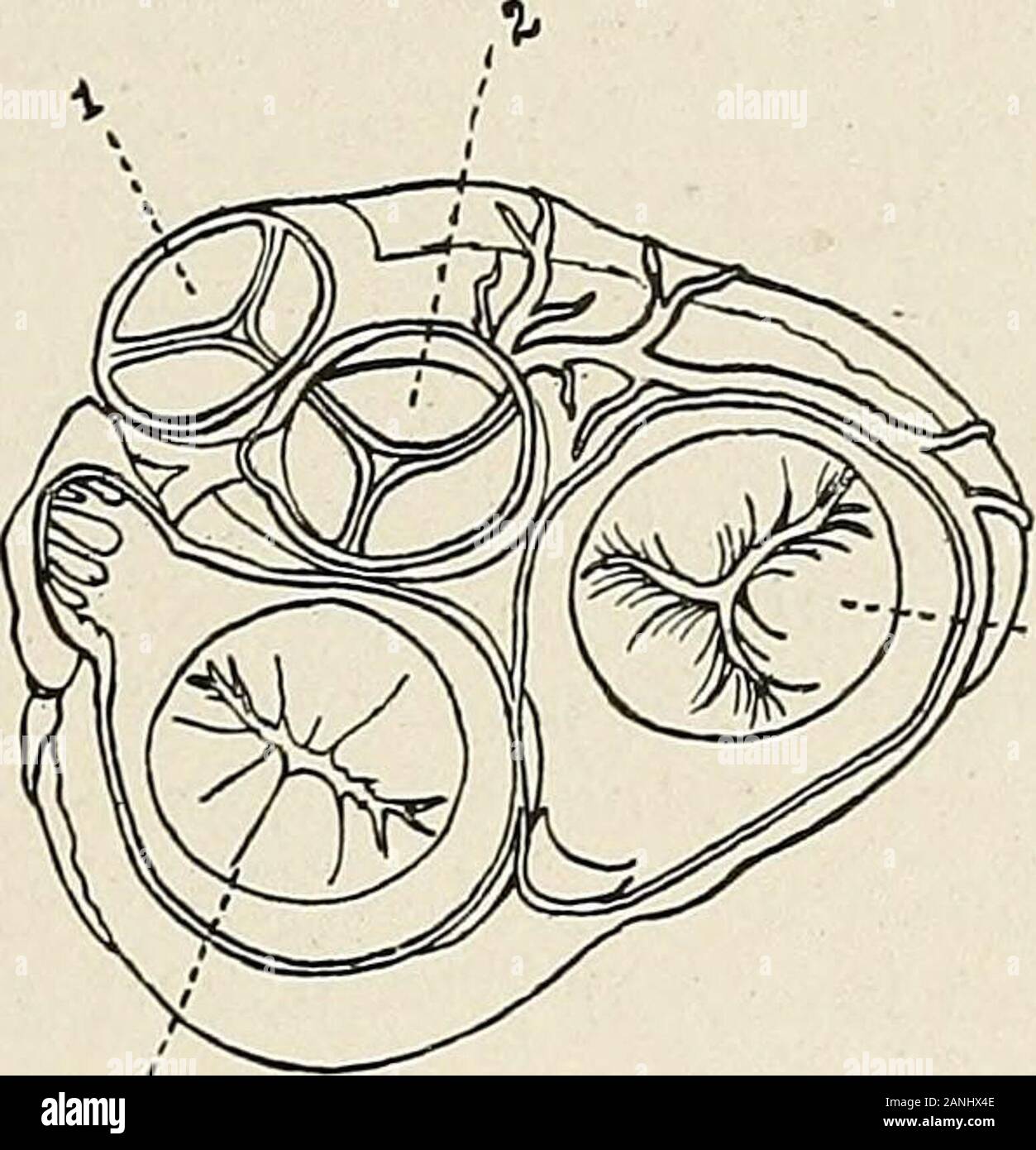 Malattie del torace e i principi di fisica diagnosi . Aorta volantini aortico sinistro ventricolo ventricleRight Fig. 127. Figg. 126 e 127.-Queste sezioni mostrano la profondamente collocata posizione di sinistra auriclewhich può essere topograficamente descritto come il padiglione posteriore. Essi mostrano anche therelatively grande quantità del mediastino spazio che è occupato in un antero-posteriore di-rection dal cuore. La vista posteriore del cuore è mostrato nelle Figg. 91 e 92. L'anterioraspect nelle figg. 86 e 163. Il sistema circolatorio 157 vertebra. L'apice del cuore Hes a livello dell'ottavo dorsale Foto Stock