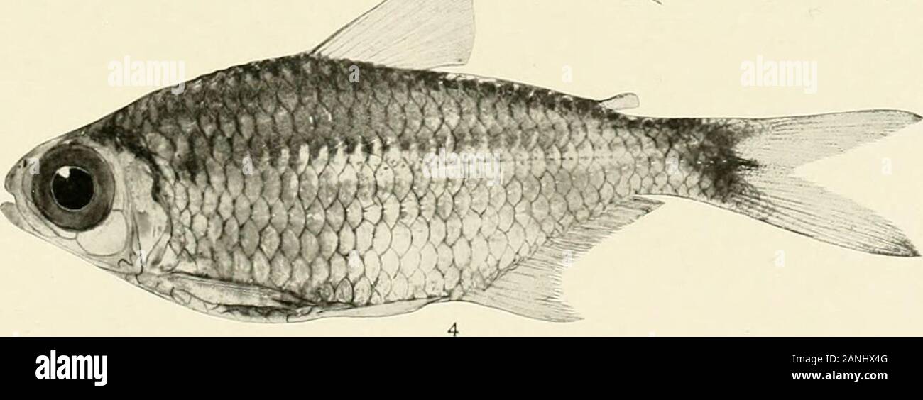 I pesci di acqua dolce della Guiana britannica, compreso uno studio del raggruppamento ecologiche delle specie e il rispetto della fauna di plateau a quella delle pianure . - 3. 1. Ctenobrycon spilurus (Cuvieh e Valenciennes). 71 mm. No. 1425. 2. Mmnkhausia grandi-squamis (Mullerand Troschel). 100mm. No. 1350. 3. Mcenkhansia browni Eigenmann. (Tipo.)66 mm. No. 1004. 4. Mcenkhausia shideleri Eigenmann. (Tipo.) 65 mm. No. 1012. Nelle sue memorie Carnegie Museum, Vol. V. la piastra XLVIII. Foto Stock