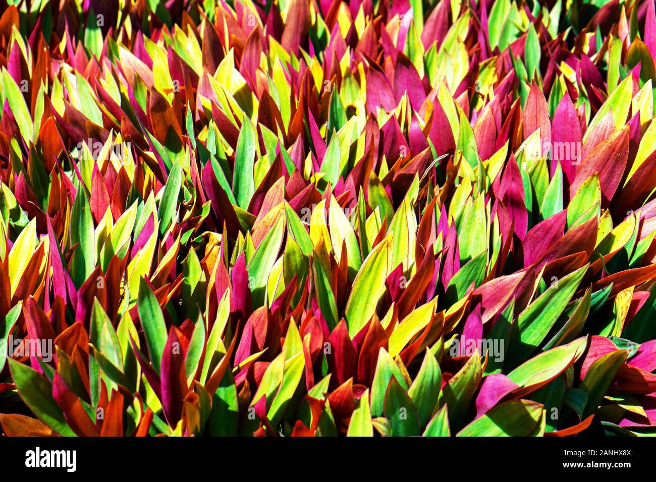 Bella colorata foglie tropicali sfondo. Concetto di estate. Africa, isola di Zanzibar. Impianto di Ti o Cordyline fruticosa foglie colorate fogliame esotici. Foto Stock