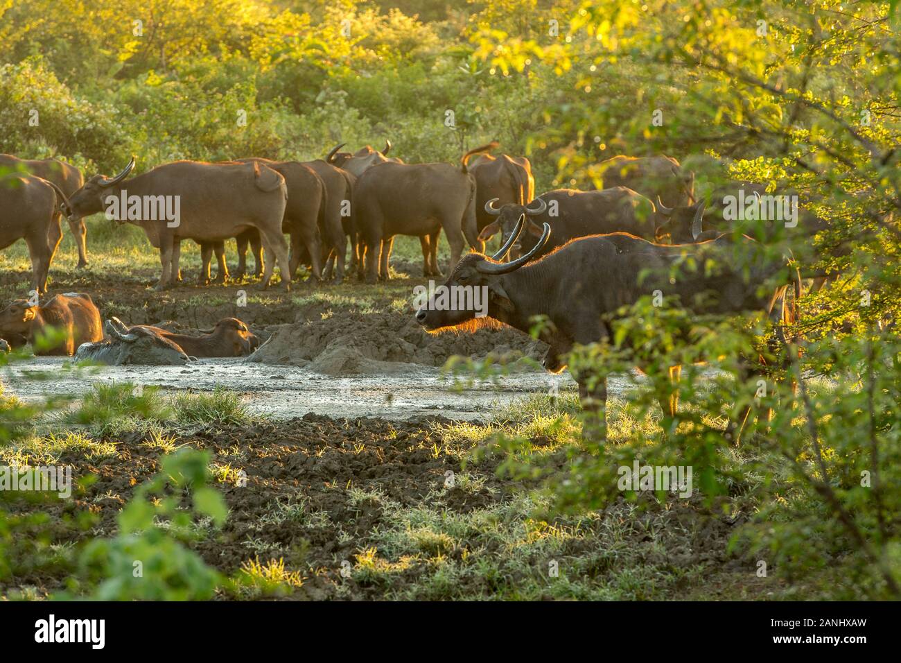 Bufalo d'acqua nel Udawalawe parco nazionale dello Sri Lanka. Foto Stock