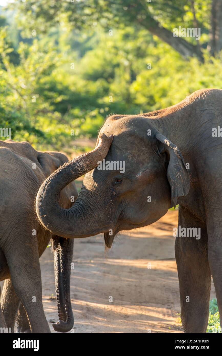 Mandrie di elefanti nel Udawalawe parco nazionale dello Sri Lanka. Foto Stock