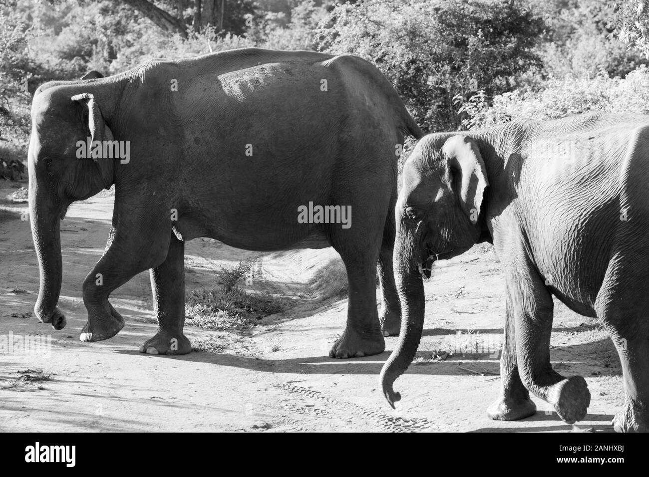 Mandrie di elefanti nel Udawalawe parco nazionale dello Sri Lanka. Foto Stock