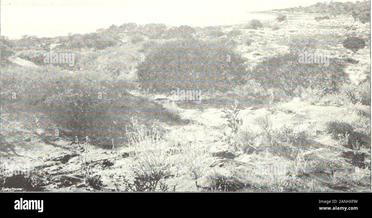 Relazione sui lavori del corno spedizione scientifica dell'Australia centrale . urpose. Tlie creek isvery grandi, con REGR.LIN alberi di gomma non abbiamo ancora visto, tutte le dimensioni ed altezze. Thisseems per lui è un luogo preferito per tlie neri per il camp come ci sono undici worleys inone encampment. Abbiamo visto qui un nunibei- di nuovo i pappagalli, il nero cockatoo andnumeious altri uccelli. Tlie creek corre su uno spazio di due miglia, provenendo da ovest, l)cd è sabbiosa Tlie creek ho chiamato il Finke dopo William l^^inke, Esq., di Adelaide, il mio sincero e provato amico e uno dei sostenitori theliberal del diflerent Foto Stock