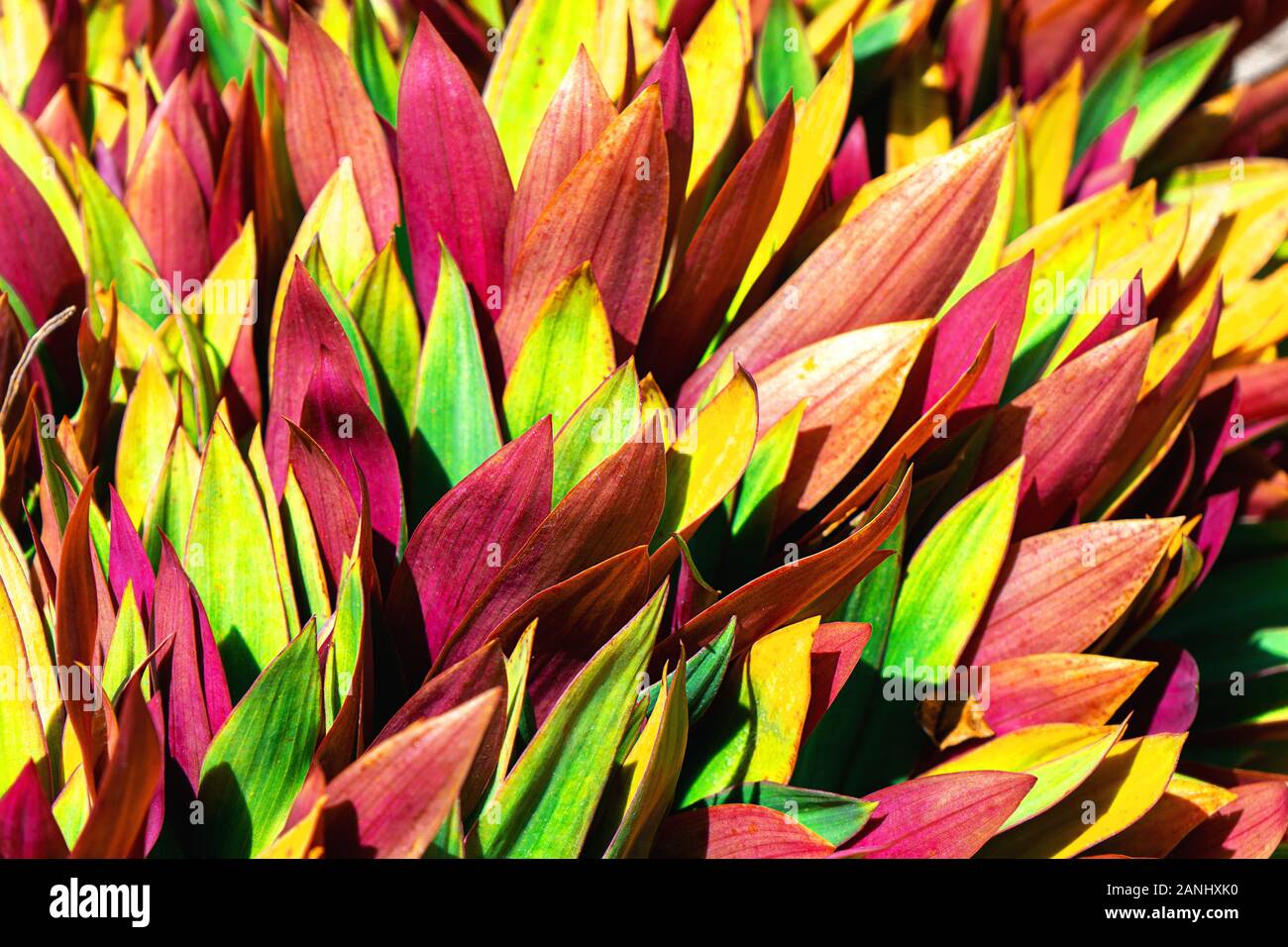 Bella colorata foglie tropicali sfondo. Concetto di estate. Africa, isola di Zanzibar. Impianto di Ti o Cordyline fruticosa foglie colorate fogliame esotici. Foto Stock