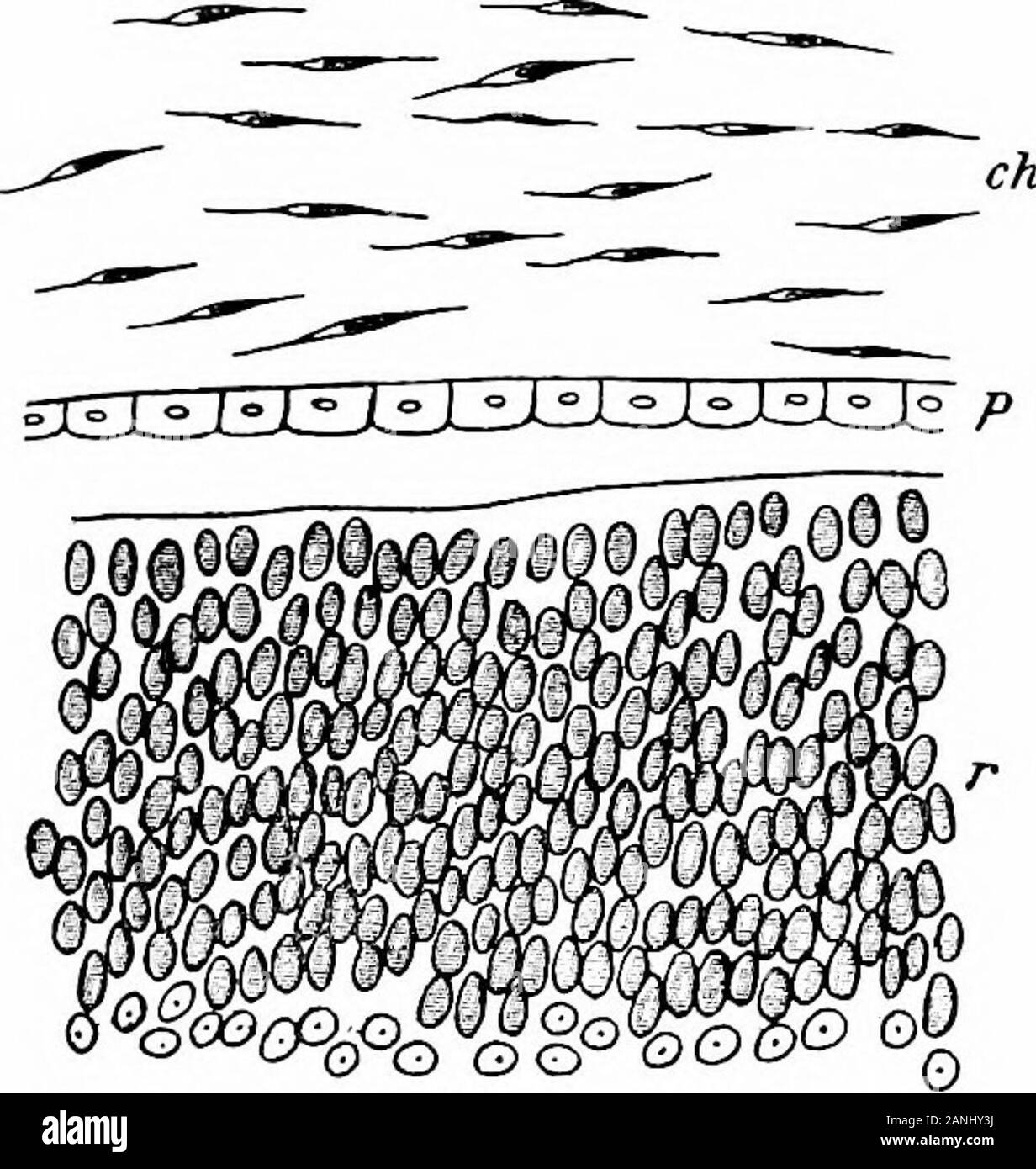 Lo sviluppo del corpo umano; un manuale di embriologia umana . cellspassing di ioni in essa sul loro modo al nervo ottico. Lo strato Thethicker analogamente suggerisce un confronto con lo strato themantle del cavo e del cervello, in embrioni di 38mm. Esso diventa differenziato in due strati secondari(Fig. 258), che più vicino la strato di pigmento (r) consistingof più piccoli e più profondamente la colorazione di nuclei, probablyrepresenting l'asta e il cono e celle bipolari del adultretina, mentre lo strato interno, quella più vicina al marginalvelum, ha nuclei più grandi ed è presumibilmente composta delle cellule gangliari. Poco è Foto Stock