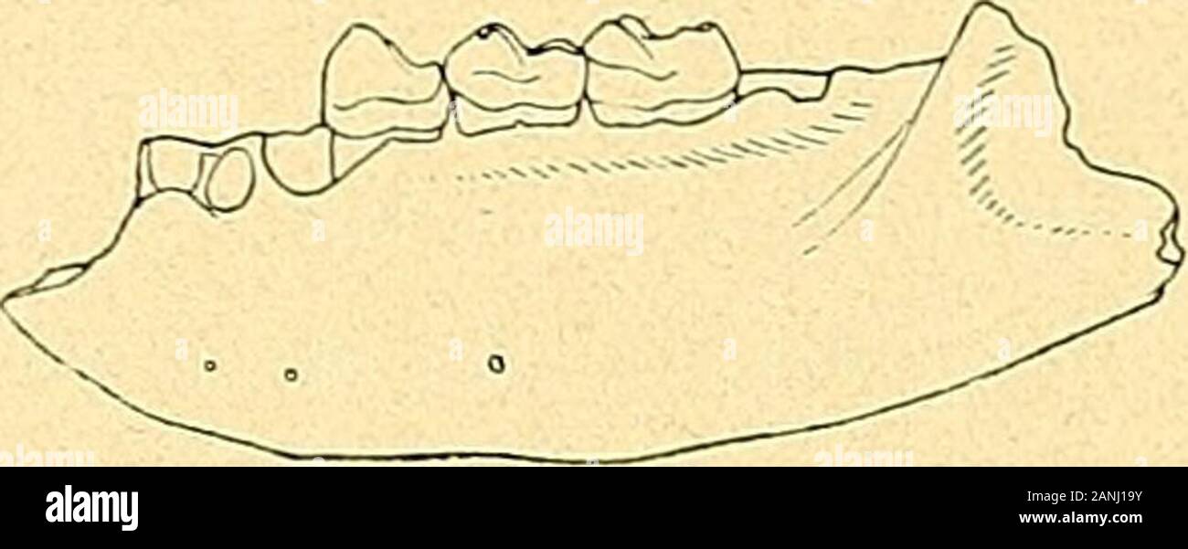 Die Säugetiere des Schweizerischen Eocaens : Catalogo critischer der Materialien . und M2 zeigt eine etwasundeutliche Knickung; ein Zwi-schenhügel ist nicht vorhanden.Un M3 fehlt der hintere Innenhügelvöllig; eine stumpfe Kante ziehtsich vom Talonhügel nach der base des vordem Innenhügels, wie diess auchLemoine a circuizione figura angiebt. Der Taloni ist Kurz und das Gesamtvolumen derKrone kaum grösser als das von M2. P1 bedeutend ist gebaut einfacher als der vonAdapis. Sein Haupthügel dominiert Die Krone und überragt die Molarreihe umein merkliches. Hinten innen un demselben detachiert sich auf ha Foto Stock