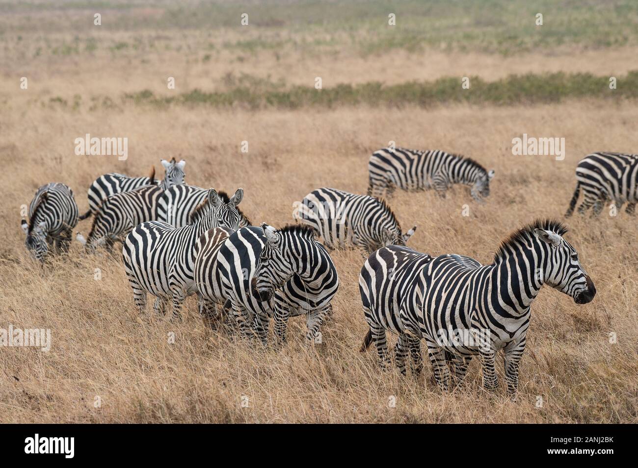 Zebra Comune, Equus Quagga, Equidi, Area Di Conservazione Di Ngorongoro, Tanzania, Africa Foto Stock