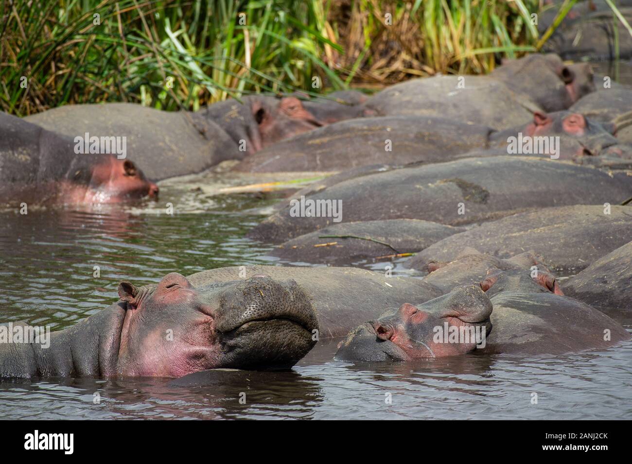 Hippo, Hippopotamus Anfibio, Hippopotamidae, Ngorongoro Conservation Area, Tanzania, Africa Foto Stock