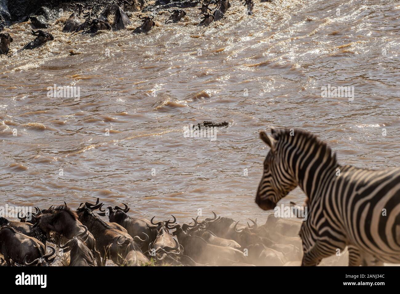 Fiume di Mara crossing, zebra comune , Equus quagga, equidi, il Masai Mara riserva nazionale, Kenya, Africa Foto Stock