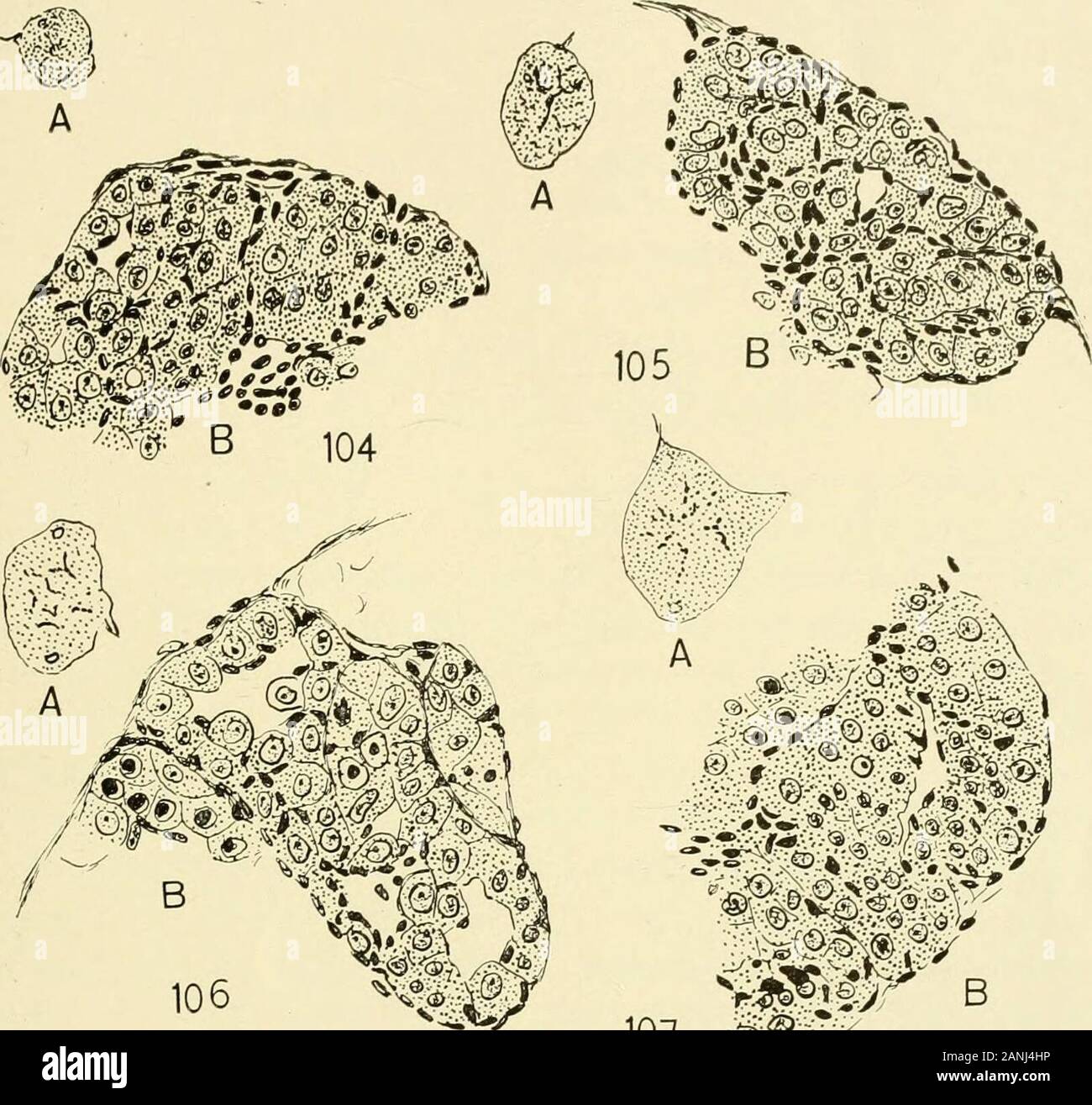 Il giornale di zoologia sperimentale . 100 67 piastra 9 Spiegazione delle figure R. sylvatica. Testicoli 104 A, T. S. larva di controllo all'inizio di metamorfosi (Luglio 29, 1917).X 34. B stessa, mostrando inizio della formazione di tubuli, ma nessun synapsis. X 240. 105 A, T. S. Giovani rana di controllo. X 34. B stesso. X 240. 106 A, T. S. Thyroidless larva più grandi ma della stessa età di larva di figura104. X 34. B stessa, mostrando in anticipo la formazione di tubuli, ma nessun synapsis.X 240. 107 A, T. S. grandi thyroidless larva, ucciso quattro mesi dopo thyroidectomy(Agosto 20, 1917). X 34. B stessa, la spermatogenesi iniziato. X 240. 108 A Foto Stock
