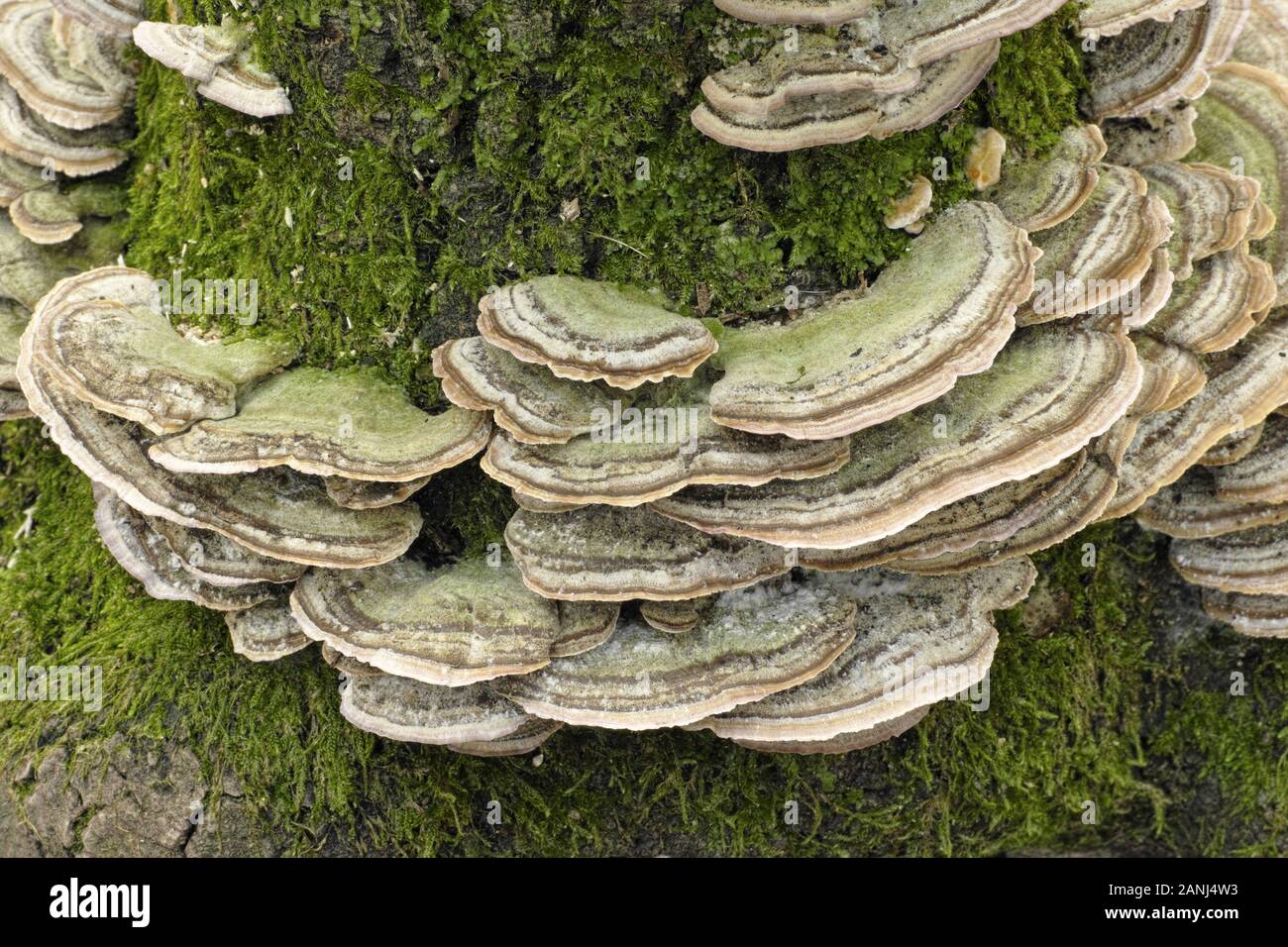 La Turchia di funghi di coda, Trametes versicolor Foto Stock