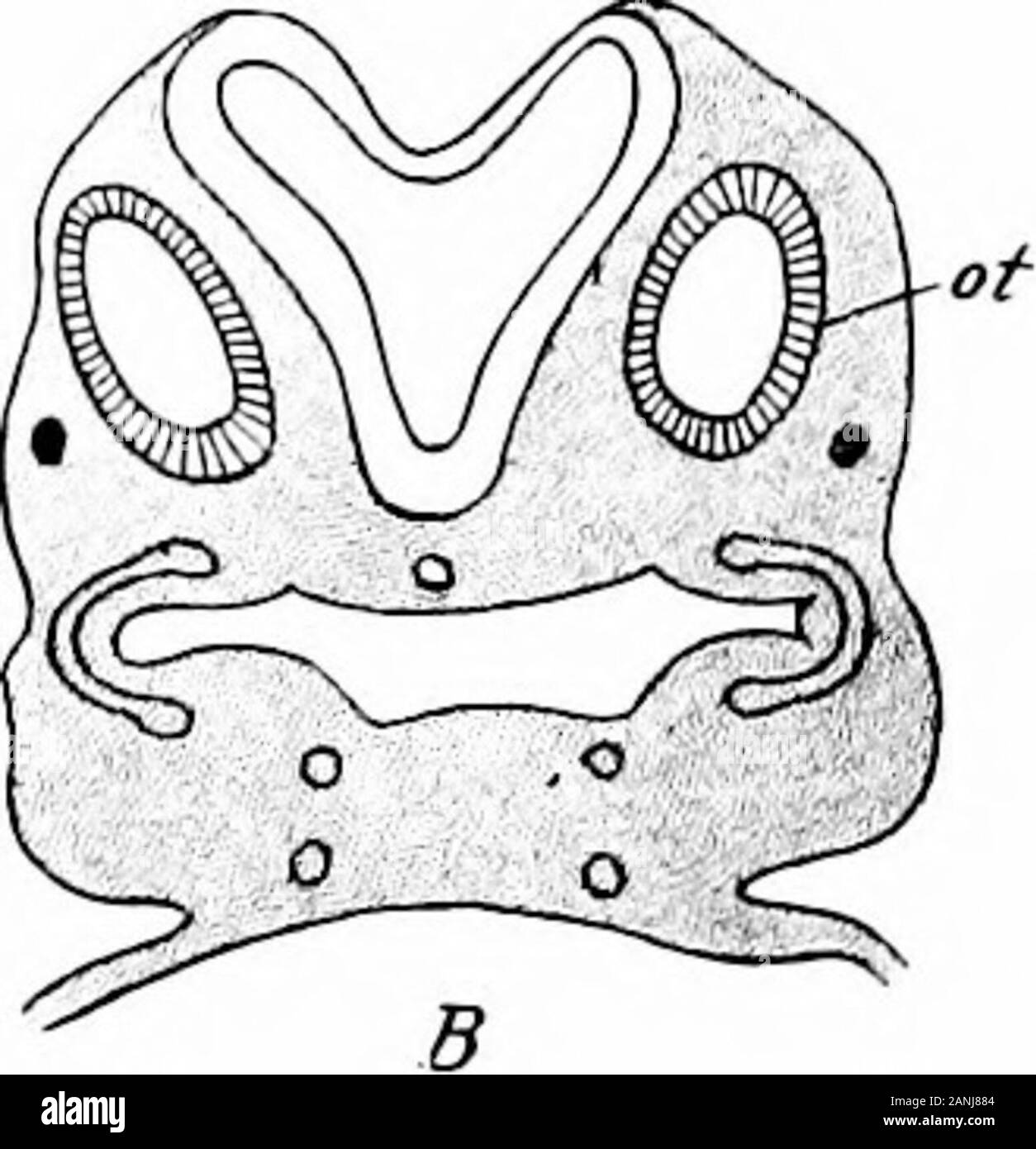 Lo sviluppo del corpo umano; un manuale di embriologia umana . Fig. 240.-sezione trasversale passante per l'Otocyst (ot)di embrioni di (A) 2.4 mm. e (B) 4 mm.-(His). La bocca di ciascun pit diventa gradualmente più piccolo, untilfinally il invagination è convertito in una sacca chiusa (Fig.240, B), che si separa dalla superficie ectoderm andbecomes racchiusa entro il sottostante mesoderma. Thissac è il otocyst e nella fase appena descritta, foundin embrioni di 4 mm., essa ha una forma ovale o più o meno spheri-cal forma. Ben presto, però, in embrioni di 6,9 mm., un pro-longation deriva dalla sua pinna dorsale p Foto Stock