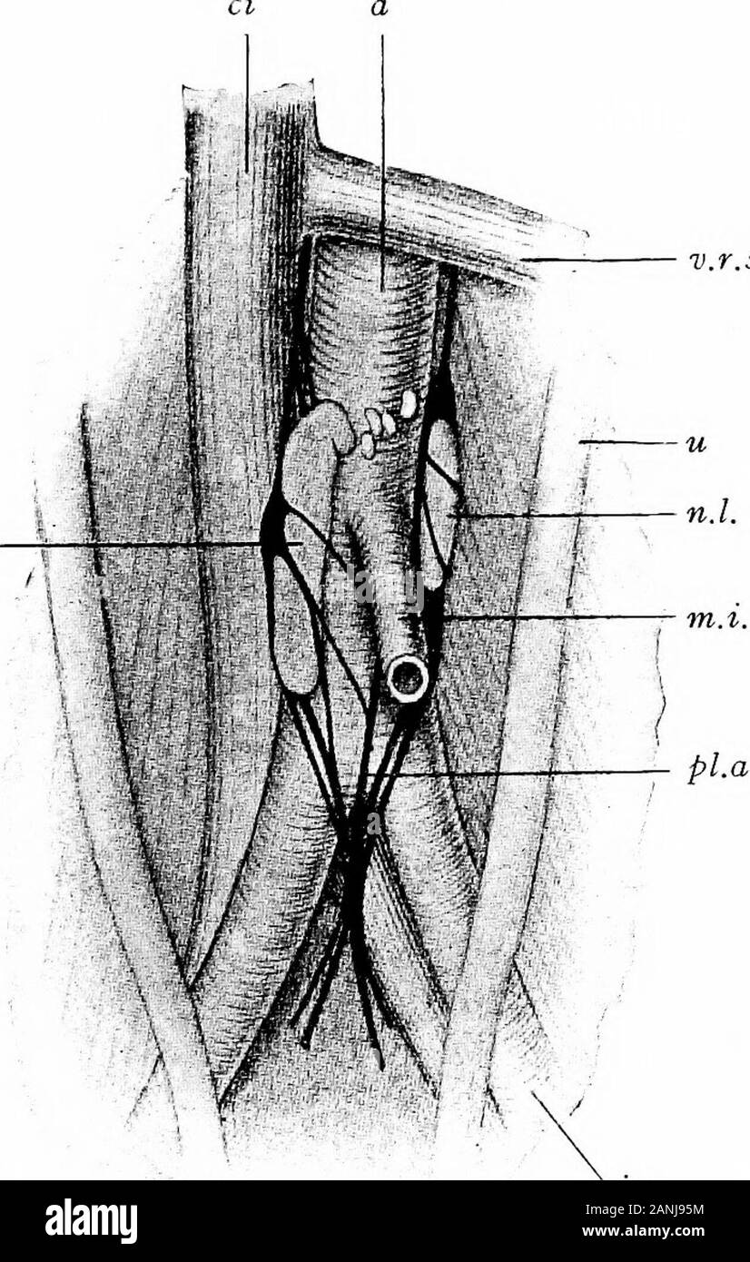 Lo sviluppo del corpo umano; un manuale di embriologia umana . rotid premistoppa, una circostanza che ha probablyassisted nel produrre confusione per quanto riguarda il significato reale di ganglio theintercarotid. Gli organi di Zuckerkandl.-In embrioni di 14,5 mm.Vi sono stati trovati nella parte anteriore della aorta addominale,strettamente impaccate gruppi di celle che assomigliano nella appaiono-ance le cellule che compongono il cavo ganglionated, queste due gruppi, che si estendono verso il basso lungo il lato del theaorta al di sotto del punto di origine del mesen inferiore-teric arteria, essendo particolarmente distinti. Questi cellula groupsgive luogo a Foto Stock