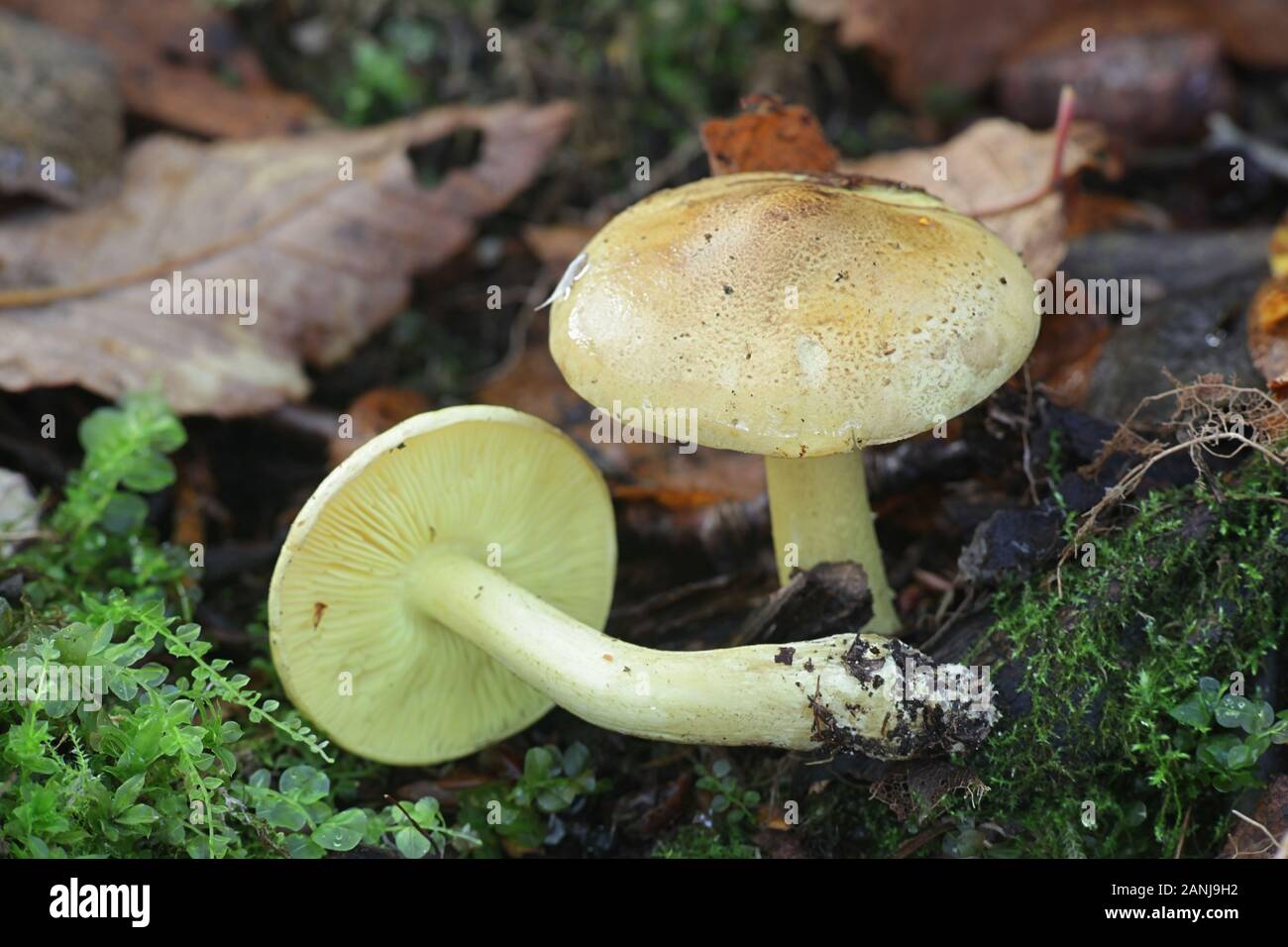Tricholoma frondosae (Tricholoma equestre var. populinum), noto come uomo a cavallo o cavaliere giallo, funghi selvatici dalla Finlandia Foto Stock