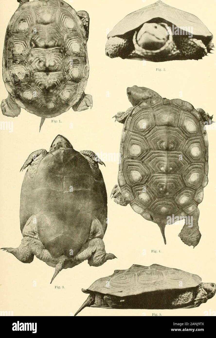 Bollettino dell'Ufficio di presidenza di pesca . Fig. 3. CENTRATA MALACLEMMYS concentrica. Figg. 1 e 2. Un adulto di sesso maschile, da Chesapeake Bay (circa due terzi di dimensioni naturali). Fig.:!. I giovani, di sain. specie, lasciando il nido (circa dimensione naturale). Boll. U. S. B. F. 1904. Piastra VI. $b &lt;. Fig. 5. MALACLEMMYS MACROSPILOTA, femmina. Fig. 1. Un individuo di circa 6 pollici di lunghezza, dal tasto di sabbia. Florida. Figg. 2-5. Un singolo 6£ pollici lungo, dalla stessa località. Boll. U. S. B. F. 1904. S^ Foto Stock