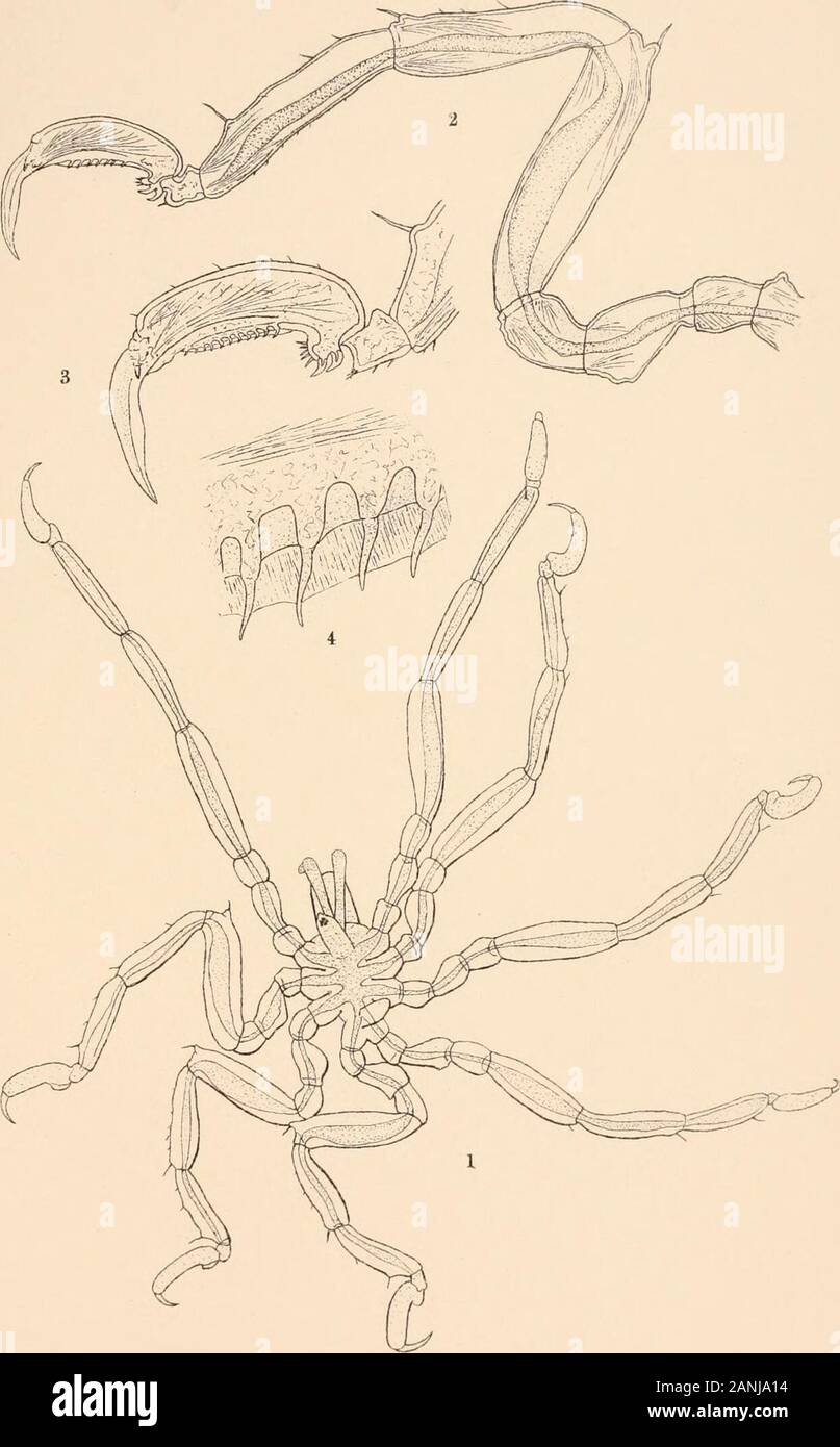 Harriman Alaska serie . PYCNOGONIDA HELIOTYPE CO.. BOSTON. Piastra XXV.Halosoma viridintestinalis gen. nov., sp. nov. FIG. i. Il campione di cui sopra (lotto 28). X 20. 2. La seconda gamba sinistra della stessa. X 43- 3. Piede dello stesso. X 67. 4. La porzione della suola altamente ingrandita. (328) H. A. E. VOL. Piastra X X&GT;/. PYCNOGONIDA HELIOTYPE CO., Boston. Piastra XXVI.Anoplodactylus erectus sp. nov. FIG. I. maschio dal lato (lotto 13). X 20. 2. Occhio di tubercolo femmina (lotto 13); vista posteriore. X 43. 3. Terza gamba destra del maschio (Lotto I3b). X 20. 4. Parte terminale di sinistra oviger dello stesso campione. X 53- 5. Piede di Fig. 3. X 53- 6. Se Foto Stock