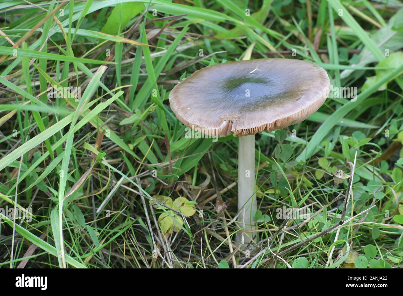 Volvopluteus gloiocephalus, noto come il grande fungo di guaina, rose-senza branchie grisette, o rosegill stoppie, funghi selvatici dalla Finlandia Foto Stock