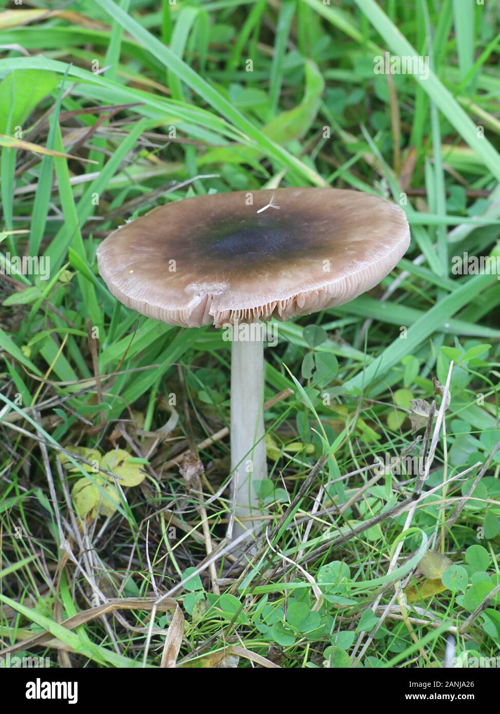Volvopluteus gloiocephalus, noto come il grande fungo di guaina, rose-senza branchie grisette, o rosegill stoppie, funghi dalla Finlandia Foto Stock